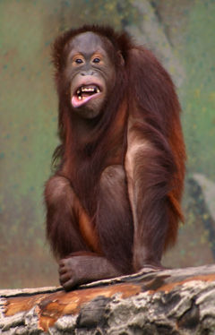 http://www.orangutan.pl/img/orangutan.jpg